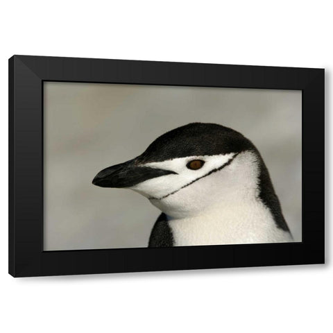 Antarctica, Half Moon IslandChinstrap penguin Black Modern Wood Framed Art Print with Double Matting by Morris, Arthur