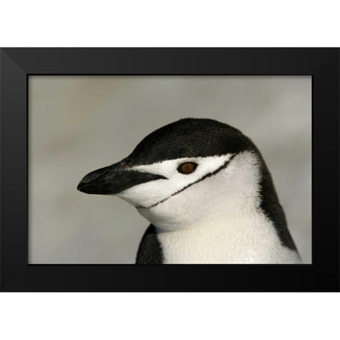 Antarctica, Half Moon IslandChinstrap penguin Black Modern Wood Framed Art Print by Morris, Arthur