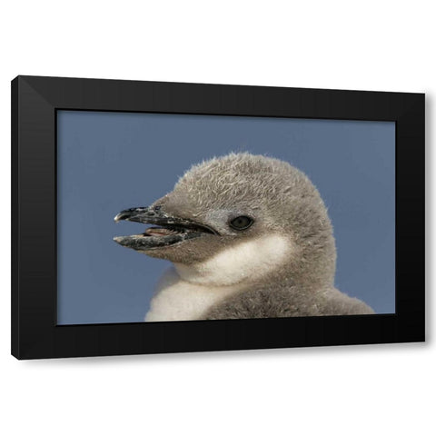 Antarctica, Half Moon IslChinstrap penguin chick Black Modern Wood Framed Art Print by Morris, Arthur