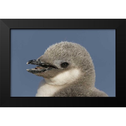 Antarctica, Half Moon IslChinstrap penguin chick Black Modern Wood Framed Art Print by Morris, Arthur