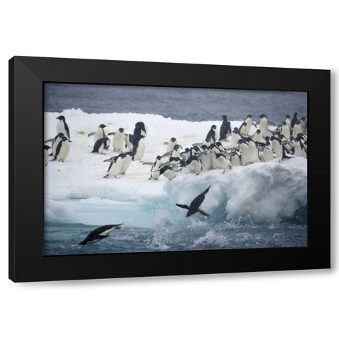 Antarctica, Adelie penguins leaping off iceberg Black Modern Wood Framed Art Print with Double Matting by Morris, Arthur
