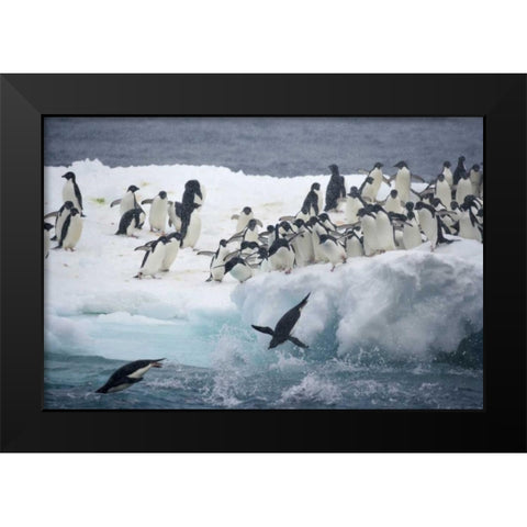Antarctica, Adelie penguins leaping off iceberg Black Modern Wood Framed Art Print by Morris, Arthur