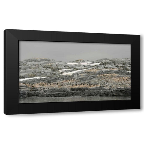 Antarctica, Pleneau Island Gentoo penguin Black Modern Wood Framed Art Print with Double Matting by Morris, Arthur