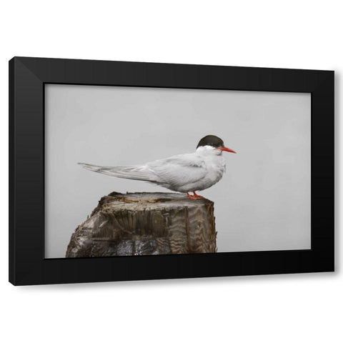 Antarctica, Grytviken Antarctic Tern on post Black Modern Wood Framed Art Print with Double Matting by Grall, Don