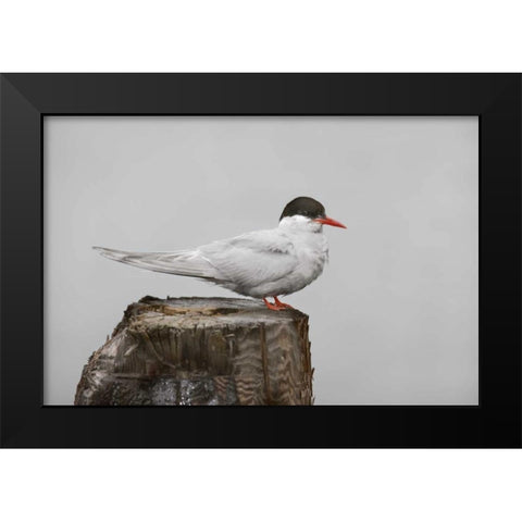 Antarctica, Grytviken Antarctic Tern on post Black Modern Wood Framed Art Print by Grall, Don