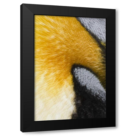 Antarctica, St Andrews Bay King penguin Black Modern Wood Framed Art Print by Grall, Don