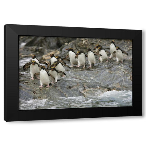 Antarctica, Royal Bay Macaroni Penguins Black Modern Wood Framed Art Print by Grall, Don