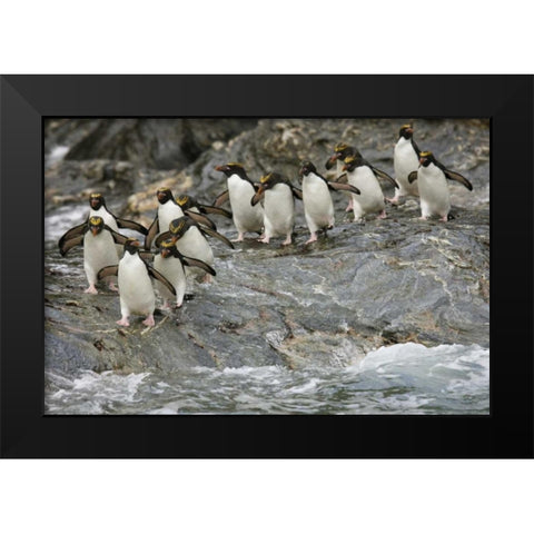 Antarctica, Royal Bay Macaroni Penguins Black Modern Wood Framed Art Print by Grall, Don