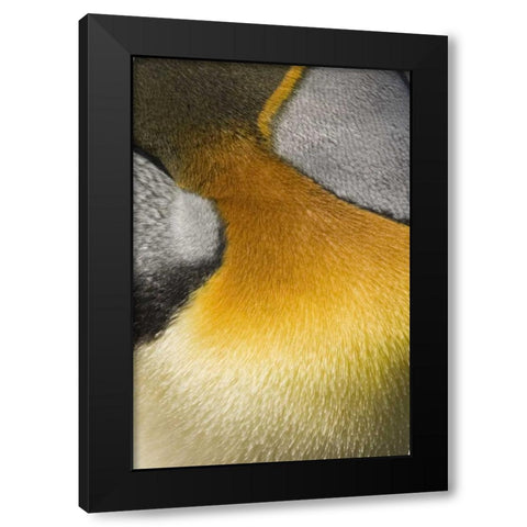 Antarctica, Salisbury Plain King penguin Black Modern Wood Framed Art Print by Grall, Don