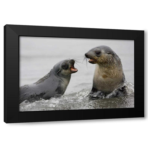 Antarctica Antarctic Fur Seals sparring Black Modern Wood Framed Art Print with Double Matting by Grall, Don