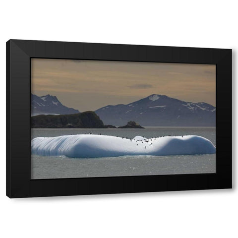 Antarctica, Chinstrap and gentoo penguins Black Modern Wood Framed Art Print by Grall, Don