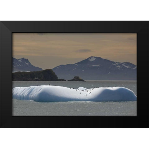Antarctica, Chinstrap and gentoo penguins Black Modern Wood Framed Art Print by Grall, Don