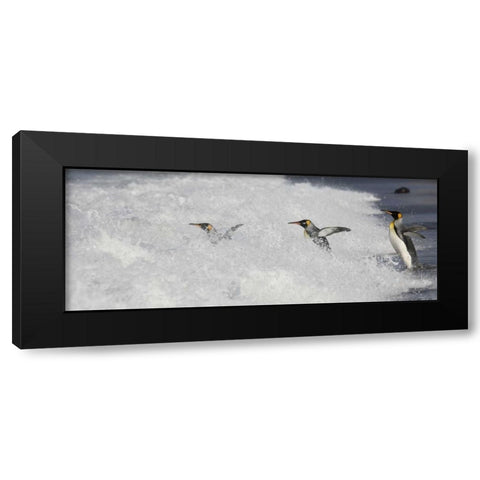 Antarctica King penguins enter surf one by one Black Modern Wood Framed Art Print by Grall, Don