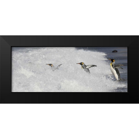 Antarctica King penguins enter surf one by one Black Modern Wood Framed Art Print by Grall, Don