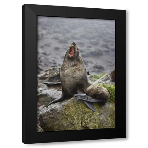 Antarctica, Elsehul Bay Antarctic fur seal yawns Black Modern Wood Framed Art Print by Grall, Don