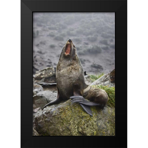 Antarctica, Elsehul Bay Antarctic fur seal yawns Black Modern Wood Framed Art Print by Grall, Don