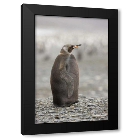 Antarctica, A dark morph of a king penguin Black Modern Wood Framed Art Print by Grall, Don