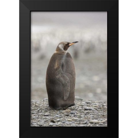 Antarctica, A dark morph of a king penguin Black Modern Wood Framed Art Print by Grall, Don