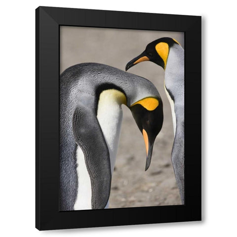 Antarctica, Salisbury Plain King penguin bows Black Modern Wood Framed Art Print with Double Matting by Grall, Don