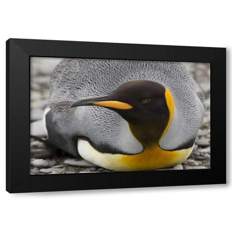 Antarctica, Salisbury Plain King penguin rests Black Modern Wood Framed Art Print by Grall, Don
