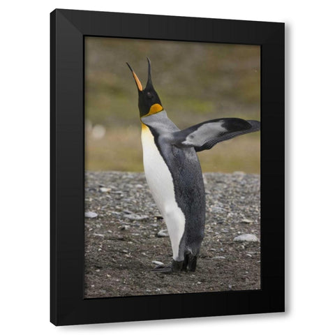 Antarctica, Salisbury Plain King penguin trumpts Black Modern Wood Framed Art Print by Grall, Don