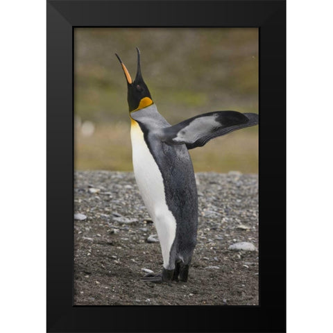 Antarctica, Salisbury Plain King penguin trumpts Black Modern Wood Framed Art Print by Grall, Don