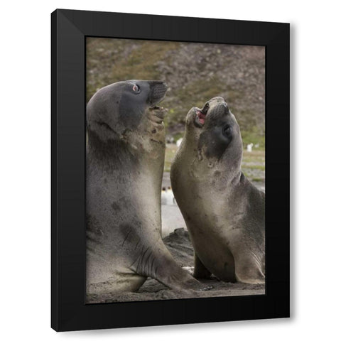 Antarctica, St Andrews Southern Elephant Seals Black Modern Wood Framed Art Print by Grall, Don