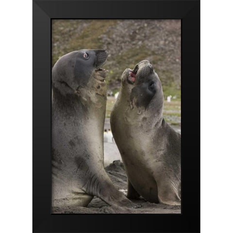 Antarctica, St Andrews Southern Elephant Seals Black Modern Wood Framed Art Print by Grall, Don