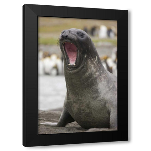 Antarctica A threatening Southern Elephant Seal Black Modern Wood Framed Art Print by Grall, Don