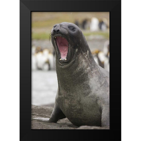 Antarctica A threatening Southern Elephant Seal Black Modern Wood Framed Art Print by Grall, Don