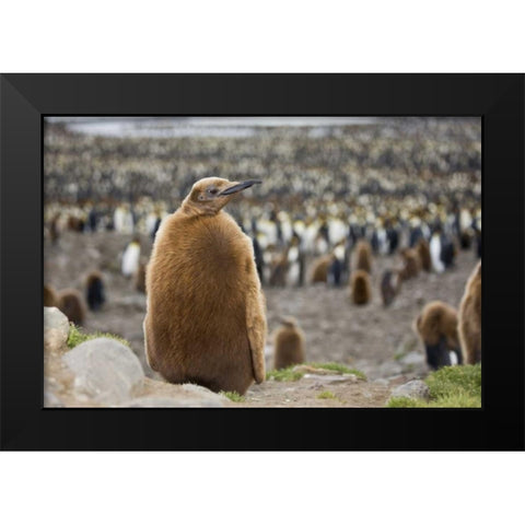 Antarctica, St Andrews Bay King penguin chick Black Modern Wood Framed Art Print by Grall, Don