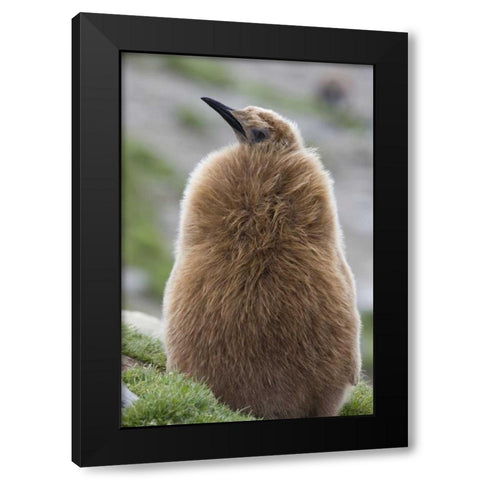 Antarctica, St Andrews Bay King penguin chick Black Modern Wood Framed Art Print with Double Matting by Grall, Don
