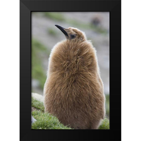 Antarctica, St Andrews Bay King penguin chick Black Modern Wood Framed Art Print by Grall, Don