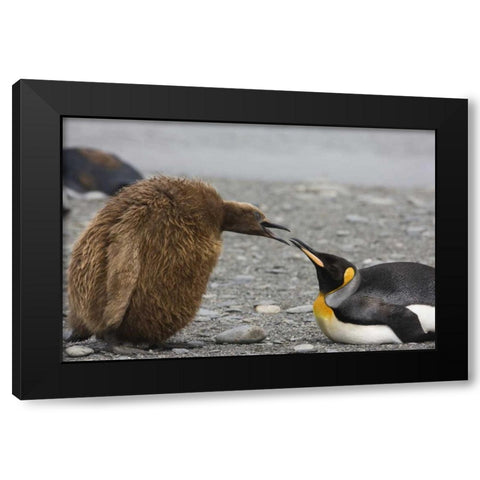 Antarctica King penguin Oakum Boy chick Black Modern Wood Framed Art Print by Grall, Don