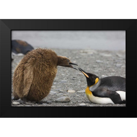Antarctica King penguin Oakum Boy chick Black Modern Wood Framed Art Print by Grall, Don