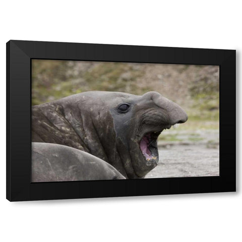 Antarctica, St Andrews Southern Elephant Seal Black Modern Wood Framed Art Print with Double Matting by Grall, Don