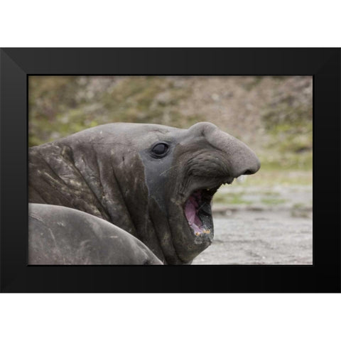 Antarctica, St Andrews Southern Elephant Seal Black Modern Wood Framed Art Print by Grall, Don