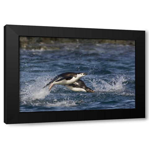 Antarctica, Adelie penguins porpoising Black Modern Wood Framed Art Print by Grall, Don