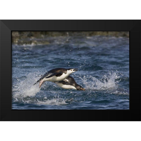 Antarctica, Adelie penguins porpoising Black Modern Wood Framed Art Print by Grall, Don