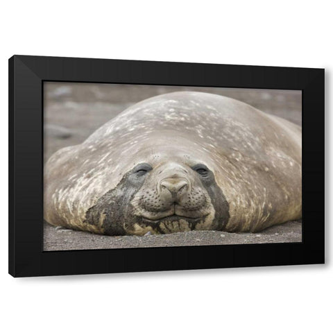 Antarctica, Livingston Is Southern elephant seal Black Modern Wood Framed Art Print by Grall, Don