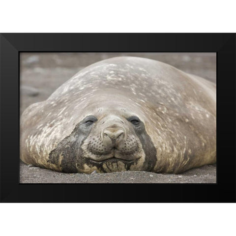 Antarctica, Livingston Is Southern elephant seal Black Modern Wood Framed Art Print by Grall, Don