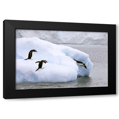 Antarctica, Neko Harbor One gentoo penguin leaps Black Modern Wood Framed Art Print with Double Matting by Grall, Don