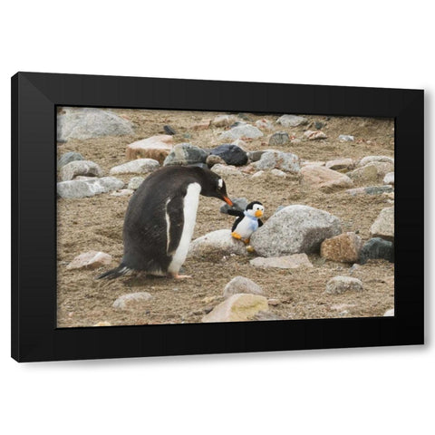 Antarctica, Neko Harbor Curious gentoo penguin Black Modern Wood Framed Art Print with Double Matting by Grall, Don