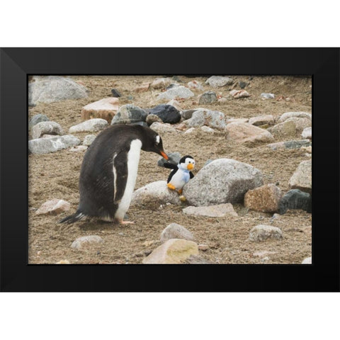 Antarctica, Neko Harbor Curious gentoo penguin Black Modern Wood Framed Art Print by Grall, Don