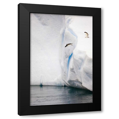Antarctica Adelie penguin diving off an iceberg Black Modern Wood Framed Art Print with Double Matting by Grall, Don