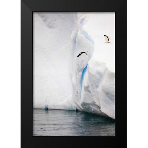 Antarctica Adelie penguin diving off an iceberg Black Modern Wood Framed Art Print by Grall, Don
