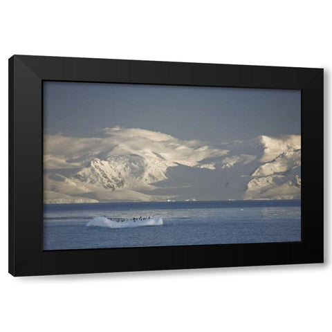 Antarctica, Gentoo penguins on an iceberg Black Modern Wood Framed Art Print with Double Matting by Grall, Don