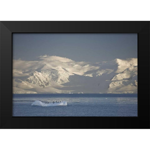 Antarctica, Gentoo penguins on an iceberg Black Modern Wood Framed Art Print by Grall, Don