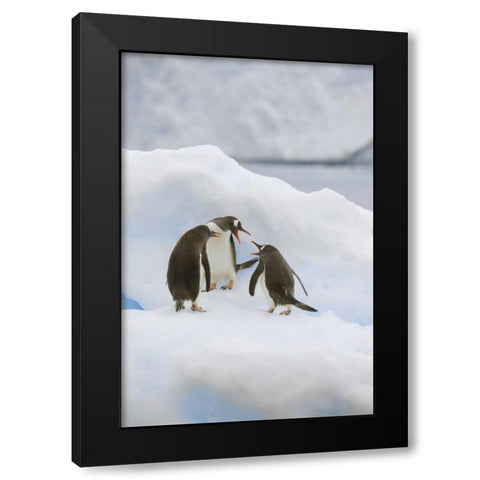 Antarctica, Neko Harbor Gentoo penguins quabble Black Modern Wood Framed Art Print with Double Matting by Grall, Don