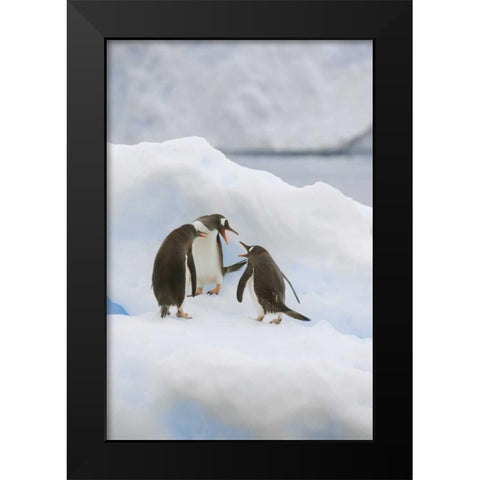 Antarctica, Neko Harbor Gentoo penguins quabble Black Modern Wood Framed Art Print by Grall, Don